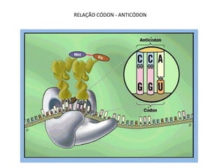RELAÇÃO CÓDON - ANTICÓDON
 