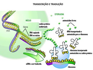 TRANSCRIÇÃO E TRADUÇÃO
 