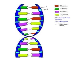 Como o DNA se duplica?
 