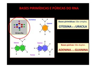 BASES PIRIMÍDICAS E PÚRICAS DO RNA
Bases pirimídicas: São simples.
CITOSINA e a URACILA
Bases púricas: São duplas.
ADENINA e a GUANINA
 