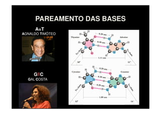 PAREAMENTO DAS BASES
A=T
G C
AGNALDO TIMÓTEO
GAL COSTA
 