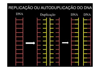 DNA Duplicação DNA DNA
REPLICAÇÃO OU AUTODUPLICAÇÃO DO DNA
 