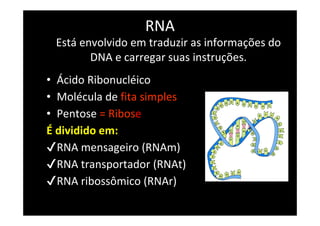 RNA
• Ácido Ribonucléico
• Molécula de fita simples
• Pentose = Ribose
É dividido em:
✔RNA mensageiro (RNAm)
✔RNA transportador (RNAt)
✔RNA ribossômico (RNAr)
Está envolvido em traduzir as informações do
DNA e carregar suas instruções.
 