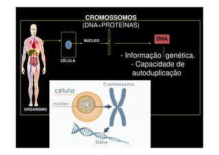 ORGANISMO
CÉLULA
NÚCLEO
CROMOSSOMOS
(DNA+PROTEÍNAS)
- Informação genética.
- Capacidade de
autoduplicação.
DNA
 