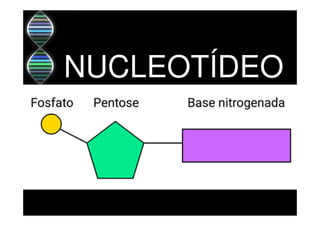 NUCLEOTÍDEO
 