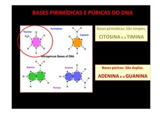 BASES PÚRICAS E PIRIMÍDICAS
Bases pirimídicas: São simples.
CITOSINA e a TIMINA
Bases púricas: São duplas.
ADENINA e a GUANINA
BASES PIRIMÍDICAS E PÚRICAS DO DNA
 