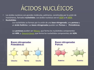 ÁCIDOS NUCLÉICOS
• Los ácidos nucleicos son grandes moléculas, polímeros, constituidas por la unión de
monómeros, llamados nucleótidos. Los ácidos nucleicos son el ADN y el ARN.
• Nucleótidos
Los nucleótidos se forman por la unión de una base nitrogenada, una pentosa y
un ácido fosfórico. Las bases nitrogenadas pueden ser Púricas o Pirimidínicas.
Las pentosas pueden ser Ribosa, que forma los nucleótidos componentes
del ARN, y Desoxirribosa, que forma los nucleótidos componentes del ADN.
 