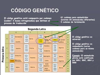 ACIDOS NUCLEICOS | PPTX