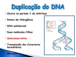    Ocorre no período S da intérfase

   Pontes de Hidrogênios

   DNA-polimerase

   Duas moléculas-filhas

   Semiconservativo

   Transmissão dos Caracteres
    hereditários

   Mutação
 