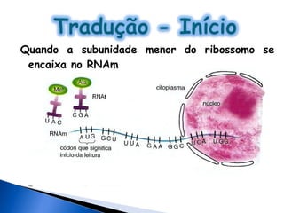 Quando a subunidade menor do ribossomo se
 encaixa no RNAm
 