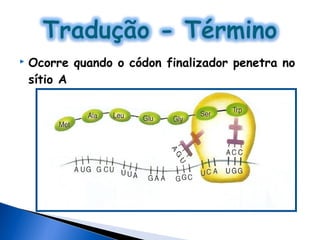    Ocorre quando o códon finalizador penetra no
    sítio A
 