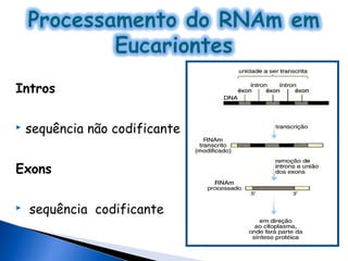 Intros

   sequência não codificante


Exons

   sequência codificante
 