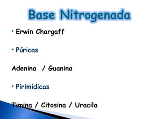    Erwin Chargaff

   Púricas

Adenina / Guanina

   Pirimídicas

Timina / Citosina / Uracila
 
