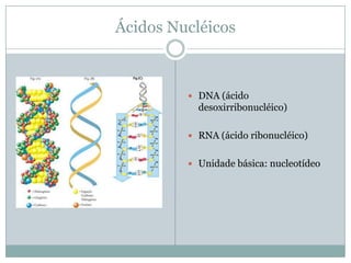 Ácidos Nucléicos
DNA (ácido
desoxirribonucléico)
RNA (ácido ribonucléico)
Unidade básica: nucleotídeo