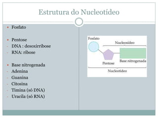 Estrutura do Nucleotídeo
Fosfato
Pentose
- DNA : desoxirribose
- RNA: ribose
Base nitrogenada
- Adenina
- Guanina
- Citosina
- Timina (só DNA)
- Uracila (só RNA)