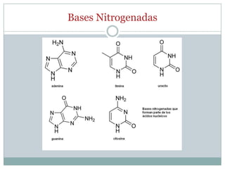 Bases Nitrogenadas