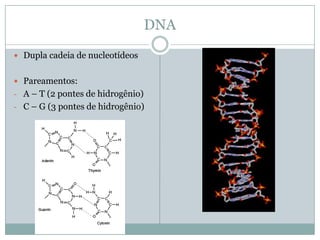DNA
Dupla cadeia de nucleotídeos
Pareamentos:
- A – T (2 pontes de hidrogênio)
- C – G (3 pontes de hidrogênio)
