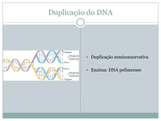 Duplicação do DNA
Duplicação semiconservativa
Enzima: DNA polimerase