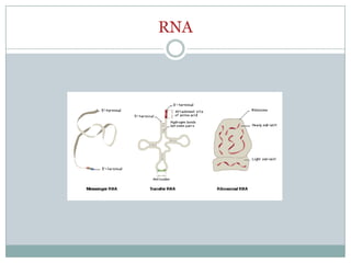RNA