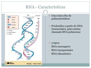 RNA - Características
Uma única fita de
polinucleotídeos
Produzidos a partir do DNA
(transcrição), pela enzima
chamada RNA polimerase
3 tipos:
- RNA mensageiro
- RNA transportador
- RNA ribossômico