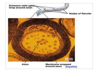 CIDP and NCS protocol | PPTX