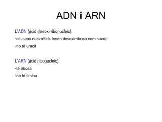 ADN i ARN
L’ADN (àcid desoxirribonucleic):
-els seus nucleòtids tenen desoxirribosa com sucre
-no té uracil
L’ARN (àcid ribonucleic):
-té ribosa
-no té timina
 