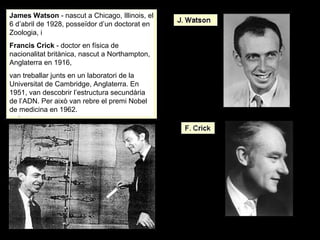 James Watson - nascut a Chicago, Illinois, el
6 d’abril de 1928, posseïdor d’un doctorat en
Zoologia, i
Francis Crick - doctor en física de
nacionalitat britànica, nascut a Northampton,
Anglaterra en 1916,
van treballar junts en un laboratori de la
Universitat de Cambridge, Anglaterra. En
1951, van descobrir l’estructura secundària
de l’ADN. Per això van rebre el premi Nobel
de medicina en 1962.
 