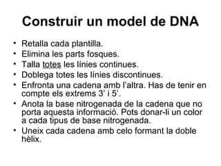 Construir un model de DNA
• Retalla cada plantilla.
• Elimina les parts fosques.
• Talla totes les línies continues.
• Doblega totes les línies discontinues.
• Enfronta una cadena amb l’altra. Has de tenir en
compte els extrems 3’ i 5’.
• Anota la base nitrogenada de la cadena que no
porta aquesta informació. Pots donar-li un color
a cada tipus de base nitrogenada.
• Uneix cada cadena amb celo formant la doble
hèlix.
 