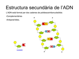 Estructura secundària de l’ADN
L’ADN està format per dos cadenes de polidesoxirribonucleòtids:
-Complementàries
-Antiparal·leles.
 