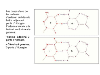 Les bases d’una de
les cadenes
s’enllacen amb les de
l’altre mitjançant
ponts d’hidrogen.
L’adenina s’uneix a la
timina i la citosina a la
guanina:
-Timina i adenina: 2
ponts d’hidrogen
- Citosina i guanina:
3 ponts d’hidrogen.
 