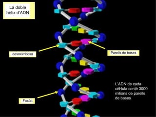 La doble
hèlix d’ADN
desoxirribosa
Fosfat
Parells de bases
L’ADN de cada
cèl·lula conté 3000
milions de parells
de bases
 