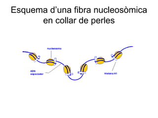Esquema d’una fibra nucleosòmica
en collar de perles
 