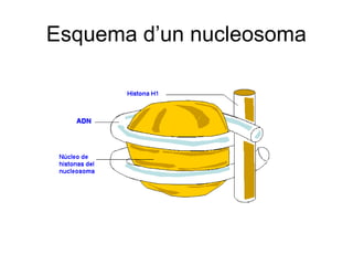 Esquema d’un nucleosoma
 