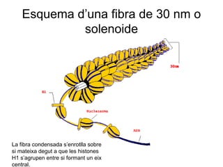 Esquema d’una fibra de 30 nm o
solenoide
La fibra condensada s’enrotlla sobre
si mateixa degut a que les histones
H1 s’agrupen entre si formant un eix
central.
 