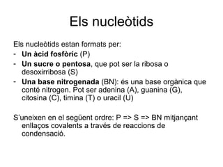 Els nucleòtids
Els nucleòtids estan formats per:
- Un àcid fosfòric (P)
- Un sucre o pentosa, que pot ser la ribosa o
desoxirribosa (S)
- Una base nitrogenada (BN): és una base orgànica que
conté nitrogen. Pot ser adenina (A), guanina (G),
citosina (C), timina (T) o uracil (U)
S’uneixen en el següent ordre: P => S => BN mitjançant
enllaços covalents a través de reaccions de
condensació.
 