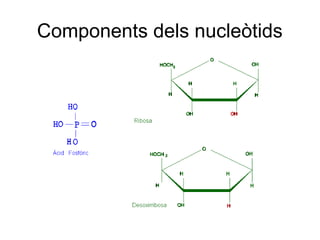 Components dels nucleòtids
 