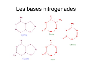 Les bases nitrogenades
 