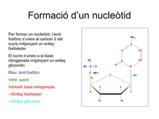 Formació d’un nucleòtid
Per formar un nucleòtid, l’àcid
fosfòric s’uneix al carboni 5 del
sucre mitjançant un enllaç
fosfoèster.
El sucre s’uneix a la base
nitrogenada mitjançant un enllaç
glicosídic.
Blau: àcid fosfòric
Verd: sucre
Vermell: base nitrogenada
⇒Enllaç fosfoèster
⇒Enllaç glicosídic
 