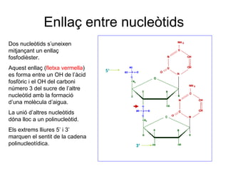 Enllaç entre nucleòtids
Dos nucleòtids s’uneixen
mitjançant un enllaç
fosfodièster.
Aquest enllaç (fletxa vermella)
es forma entre un OH de l’àcid
fosfòric i el OH del carboni
número 3 del sucre de l’altre
nucleòtid amb la formació
d’una molècula d’aigua.
La unió d’altres nucleòtids
dóna lloc a un polinucleòtid.
Els extrems lliures 5’ i 3’
marquen el sentit de la cadena
polinucleotídica.
 