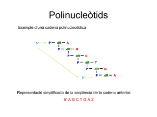Polinucleòtids
Exemple d’una cadena polinucleotídica
Representació simplificada de la seqüència de la cadena anterior:
5’ A G C T G A 3’
 