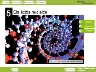 INICI ESQUEMA RECURSOS INTERNET
Els àcids nucleics
SURT ANTERIOR
Els àcids nucleics
ESQUEMA
RECURSOS
INTERNET
Estructura del DNA vista des de l’interior
5
 