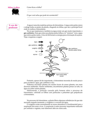 Mãos à obra
   A U L A        Como ficou a folha?
                  ..................................................................................................................................

   32             ..................................................................................................................................

                  O que você acha que pode ter acontecido?
                  ..................................................................................................................................
                  ..................................................................................................................................


A voz do           A água é uma das matérias-primas da fotossíntese. A água entra pelas raízes
professor     e atinge todas as partes da planta, chegando às folhas, que são o principal local
              onde se realiza a fotossíntese.
                   No ar que respiramos e também na água existe um gás muito importante, o
              gás carbônico. Esse gás entra nas plantas pelas folhas e se “mistura” com a água
              que entrou pelas raízes. A luz do Sol fornece a energia para a formação do açúcar.
              Veja o esquema a seguir:
                                                                                                      sol
                                   água
                                                                                           luz
                      gás carbônico

                              oxigênio                                                                              gás carbônico
                                                                                                                    penetra pelas folhas
                                      luz

                                açúcar


                                                                                                   planta libera
                                                                                                     oxigênio




                                                                                       água entra pelas
                                                                                            raízes


                  Portanto, apesar de tão importante, a fotossíntese necessita de muito pouco
              para acontecer: água, gás carbônico e luz.
                  Podemos encontrar plantas em muitos locais do nosso planeta, nos mais
              diversos ambientes. Nesses ambientes, encontramos plantas presas ao solo, na
              água ou sobre outras plantas.
                  Infelizmente, a poluição causada pelo homem afeta o processo de
              fotossíntese, cobrindo as folhas com partículas e poluentes que prejudicam
              a fotossíntese.


                  No processo de fotossíntese, a planta libera algumas substâncias de que não
              necessita naquele momento: o oxigênio e o excesso de água.
                  O oxigênio existe normalmente na nossa atmosfera e é fundamental para a
              respiração dos seres vivos. A respiração é outro processo importante realizado
              por animais e vegetais, mas falaremos dele em outra aula.
 