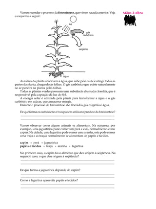 Vamos recordar o processo da fotossíntese, que vimos na aula anterior. Veja                                                           MãosL àAobra
                                                                                                                                          A U
o esquema a seguir:

                                                                       luz
                                                                                                                                          33
                                                                                             gás
                                                                                          carbônico




                                                                                     oxigênio




                                                               água

    As raízes da planta absorvem a água, que sobe pelo caule e atinge todas as
partes da planta, chegando às folhas. O gás carbônico que existe naturalmente
no ar penetra na planta pelas folhas.
    Todas as plantas verdes possuem uma substância chamada clorofila, que é
responsável pela captação da luz do Sol.
    A energia solar é utilizada pela planta para transformar a água e o gás
carbônico em açúcar, que armazena energia.
    Durante o processo de fotossíntese são liberados gás oxigênio e água.

    De que forma os outros seres vivos podem utilizar o produto da fotossíntese?
    ............................................................................................................................... ...
    ............................................................................................................................... ...

    Vamos observar como alguns animais se alimentam. Na natureza, por
    exemplo, uma jaguatirica pode comer um preá e este, normalmente, come
    capim. Na cidade, uma lagartixa pode comer uma aranha, esta pode comer
    uma traça e as traças normalmente se alimentam de papéis e tecidos.

    capim » preá » jaguatirica
    papéis e tecidos » traça » aranha » lagartixa

    No primeiro caso, o capim foi o alimento que deu origem à seqüência. No
    segundo caso, o que deu origem à seqüência?
    ..................................................................................................................................
    ..................................................................................................................................

    De que forma a jaguatirica depende do capim?
    ..................................................................................................................................
    ..................................................................................................................................
    Como a lagartixa aproveita papéis e tecidos?
    ..................................................................................................................................
    ..................................................................................................................................
 