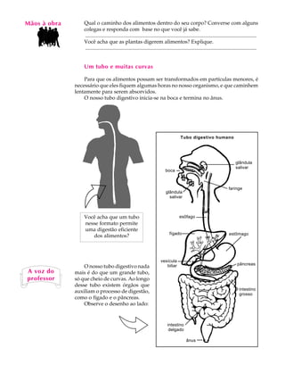 Mãos à obra
   A U L A        Qual o caminho dos alimentos dentro do seu corpo? Converse com alguns
                  colegas e responda com base no que você já sabe.

   60             ..................................................................................................................................
                  Você acha que as plantas digerem alimentos? Explique.
                  ..................................................................................................................................


                  Um tubo e muitas curvas

                  Para que os alimentos possam ser transformados em partículas menores, é
              necessário que eles fiquem algumas horas no nosso organismo, e que caminhem
              lentamente para serem absorvidos.
                  O nosso tubo digestivo inicia-se na boca e termina no ânus.




                                                                                         Tubo digestivo humano




                                                                                                                                   glândula
                                                                                                                                   salivar
                                                                              boca



                                                                                                                             faringe
                                                                              glândula
                                                                                salivar



                  Você acha que um tubo                                                  esôfago
                  nesse formato permite
                  uma digestão eficiente
                                                                                 fígado                                       estômago
                     dos alimentos?



                                                                           vesícula
                                                                              biliar                                                pâncreas
                  O nosso tubo digestivo nada
A voz do      mais é do que um grande tubo,
professor     só que cheio de curvas. Ao longo
              desse tubo existem órgãos que
                                                                                                                                     intestino
              auxiliam o processo de digestão,                                                                                       grosso
              como o fígado e o pâncreas.
                  Observe o desenho ao lado:


                                                                                intestino
                                                                                 delgado

                                                                                              ânus
 