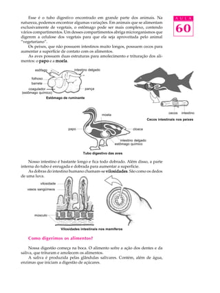 Esse é o tubo digestivo encontrado em grande parte dos animais. Na                               A U L A
natureza, podemos encontrar algumas variações. Em animais que se alimentam
exclusivamente de vegetais, o estômago pode ser mais complexo, contendo
vários compartimentos. Um desses compartimentos abriga microrganismos que                            60
digerem a celulose dos vegetais para que ela seja aproveitada pelo animal
“vegetariano”.
    Os peixes, que não possuem intestinos muito longos, possuem cecos para
aumentar a superfície de contato com os alimentos.
    As aves possuem duas estruturas para amolecimento e trituração dos ali-
mentos: o papo e a moela
                   moela.

       esôfago                  intestino delgado

     folhoso
     barrete
     coagulador                        pança
(estômago químico)
               Estômago de ruminante



                                                                                                 cecos   intestino
                                                    moela
                                                                                    Cecos intestinais nos peixes

                            papo                                        cloaca


                                                                intestino delgado
                                                            estômago químico

                                     Tubo digestivo das aves

    Nosso intestino é bastante longo e fica todo dobrado. Além disso, a parte
interna do tubo é enrugada e dobrada para aumentar a superfície.
    As dobras do intestino humano chamam-se vilosidades São como os dedos
                                               vilosidades.
de uma luva.
           vilosidade
   vasos sangüíneos




       músculo



                        Vilosidades intestinais nos mamíferos

    Como digerimos os alimentos?

     Nossa digestão começa na boca. O alimento sofre a ação dos dentes e da
saliva, que trituram e amolecem os alimentos.
     A saliva é produzida pelas glândulas salivares. Contém, além de água,
enzimas que iniciam a digestão de açúcares.
 