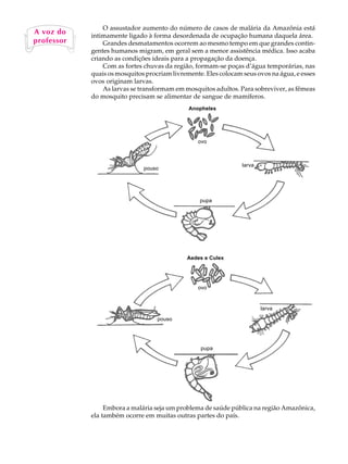 O assustador aumento do número de casos de malária da Amazônia está
A vozUdo A
   A   L
             intimamente ligado à forma desordenada de ocupação humana daquela área.

   66
professor        Grandes desmatamentos ocorrem ao mesmo tempo em que grandes contin-
             gentes humanos migram, em geral sem a menor assistência médica. Isso acaba
             criando as condições ideais para a propagação da doença.
                 Com as fortes chuvas da região, formam-se poças d’água temporárias, nas
             quais os mosquitos procriam livremente. Eles colocam seus ovos na água, e esses
             ovos originam larvas.
                 As larvas se transformam em mosquitos adultos. Para sobreviver, as fêmeas
             do mosquito precisam se alimentar de sangue de mamíferos.
                                               Anopheles




                                                  ovo



                                                                  larva
                               pouso




                                                   pupa




                                              Aedes e Culex




                                                  ovo


                                                                          larva

                                    pouso




                                                   pupa




                  Embora a malária seja um problema de saúde pública na região Amazônica,
             ela também ocorre em muitas outras partes do país.
 