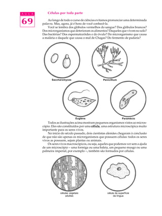 A U L A       Células por toda parte


69            Ao longo de todo o curso de ciências evitamos pronunciar uma determinada
          palavra. Mas, agora, já é hora de você conhecê-la.
              Você se lembra dos glóbulos vermelhos do sangue? Dos glóbulos brancos?
          Dos microrganismos que deterioram os alimentos? Daqueles que vivem no solo?
          Das bactérias? Dos espermatozóides e do óvulo? Do microrganismo que causa
          a malária e daquele que causa o mal de Chagas? Do fermento de padaria?




                 Saccharomyces                         Penicillium




                                    Euglena                            Paramécio
              Todos as ilustrações acima mostram pequenos organismos vistos ao micros-
          cópio. Eles são constituídos por uma célula uma estrutura microscópica muito
                                               célula,
          importante para os seres vivos.
              No início do século passado, dois cientistas alemães chegaram à conclusão
          de que não são apenas os microrganismos que possuem células: todos os seres
          vivos as possuem, sejam plantas ou animais.
              Os seres vivos macroscópicos, ou seja, aqueles que podemos ver sem a ajuda
          de um microscópio - uma formiga ou uma baleia, um pequeno musgo ou uma
          palmeira imperial, por exemplo -, também são formados por células.




                       células vegetais                   célula da superfície
                            adultas                            da língua
 