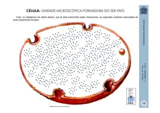 Ciências
-
8.º
Ano
1.º
BIMESTRE
/
2013
Adaptado de http://tinyurl.com/8tho3q2
Cole, no citoplasma da célula abaixo, que já está preenchido pelos ribossomas, as organelas celulares associadas às
suas respectivas funções.
CÉLULA: UNIDADE MICROSCÓPICA FORMADORA DO SER VIVO
10
 