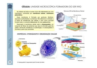 Ciências
-
8.º
Ano
1.º
BIMESTRE
/
2013
As células de todos os seres vivos são delimitadas por uma
membrana, conhecida por membrana celular, membrana
plasmática.
Essa membrana é formada por gorduras (lipídios),
açúcares (carboidratos) e proteínas. Ela seleciona a entrada e
a saída de substâncias nas células, e tem como principal
função isolar o conteúdo intracelular do meio extracelular.
Associado à membrana celular está o citoesqueleto, um
conjunto de fibras de proteínas que atua no formato geral da
célula, dando-lhe resistência e sustentação. O citoesqueleto é
formado a partir dos centríolos.
Estrutura 3D da Membrana Celular
http://tinyurl.com/94apucj
CENTRÍOLOS, CITOESQUELETO E ORGANIZAÇÃO CELULAR
O citoesqueleto é responsável pelo formato da célula.
CÉLULA: UNIDADE MICROSCÓPICA FORMADORA DO SER VIVO
11
 