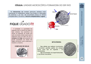 Ciências
-
8.º
Ano
1.º
BIMESTRE
/
2013
Os ribossomas são também estruturas celulares muito
importantes no metabolismo celular! Sua função é a fabricação
de proteínas e, por isso, são encontrados presos ao retículo
endoplasmático, formando o retículo endoplasmático rugoso.
A variedade e a quantidade das
organelas não é a mesma em todos os
tipos celulares. Sua ocorrência nas
células vai depender da função que
cada uma destas células exerce para o
organismo como um todo. Por isso, o
complexo de Golgi está presente em
grande quantidade nas células dos
órgãos secretores, como o pâncreas, a
tireoide e o intestino.
http://tinyurl.com/9rdaxms
COMPLEXO DE GOLGI
http://tinyurl.com/9rdaxms
MITOCÔNDRIA
Nas células que realizam movimentos
e envolvem grandes gastos de energia
temos outro tipo de organela – as
mitocôndrias.
São encontradas nos espermatozoides
e nas fibras musculares.
!!!
FIQUE LIGADO
CÉLULA: UNIDADE MICROSCÓPICA FORMADORA DO SER VIVO
12
 